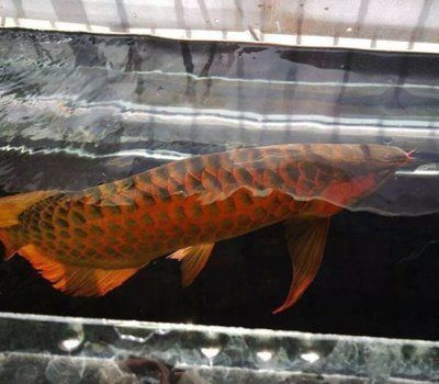 龍魚飼養成本多少：養一條龍魚的成本是多少