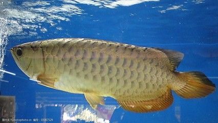 龍魚拖便是什么原因（龍魚為什么會拖便）