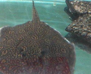 龍魚拖便是什么原因（龍魚為什么會拖便）
