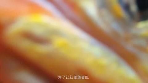 如何處理給紅龍魚喂食的蜈蚣？