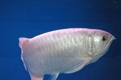 最貴的龍魚排名（目前市場上最貴的龍魚品種）