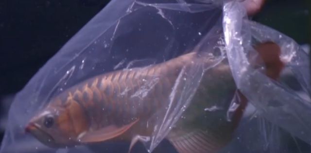 紅龍魚視頻欣賞：紅龍魚視頻，觀賞魚愛好者的視覺盛宴