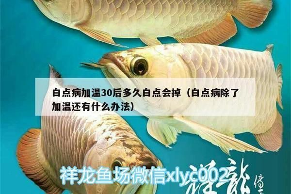 龍魚升溫幾天恢復溫度了：如何判斷龍魚適應新水溫