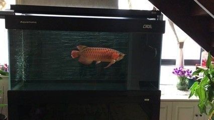 龍魚升溫幾天恢復(fù)溫度了：如何判斷龍魚適應(yīng)新水溫