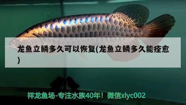 龍魚升溫幾天恢復(fù)溫度了：如何判斷龍魚適應(yīng)新水溫