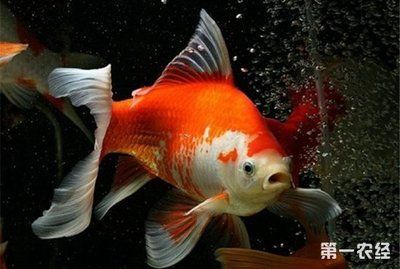 寵物觀賞魚常見的品種有哪些寵物觀賞魚常見的品種：寵物觀賞魚常見的品種 寵物觀賞魚常見的品種有哪些寵物觀賞魚常見的品種：寵物觀賞魚常見的品種 龍魚百科 第1張