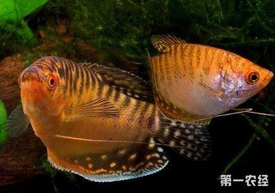寵物觀賞魚常見的品種有哪些寵物觀賞魚常見的品種：寵物觀賞魚常見的品種 寵物觀賞魚常見的品種有哪些寵物觀賞魚常見的品種：寵物觀賞魚常見的品種 龍魚百科 第3張