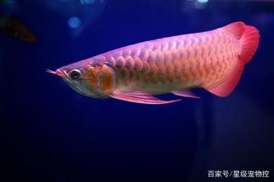 金龍魚膠須的做法大全竅門（金龍魚膠須的做法及其相關竅門）