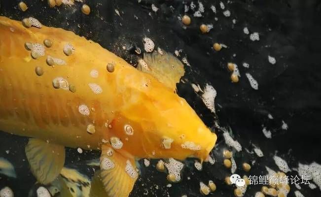 養紅龍魚缸用什么底色和背景顏色好呢：養紅龍魚缸用什么底色和背景顏色好？