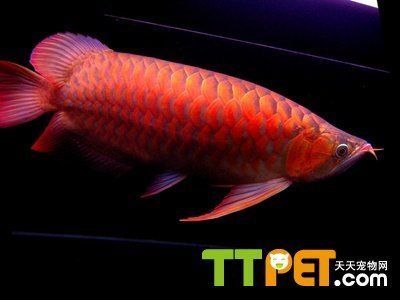 紅龍魚(yú)的分類標(biāo)準(zhǔn)， 紅龍魚(yú)的分類標(biāo)準(zhǔn)， 龍魚(yú)百科 第3張
