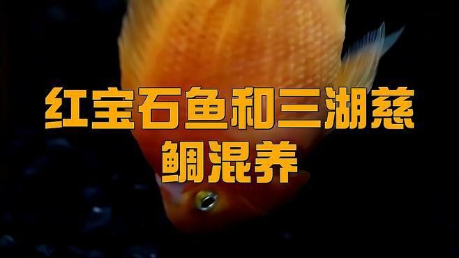 紅寶石魚能和龍魚混養(yǎng)嗎圖片欣賞