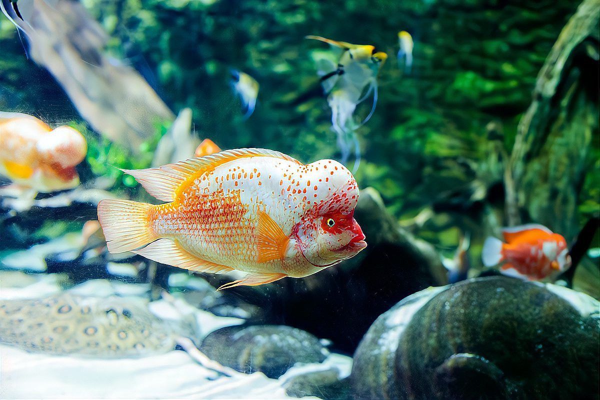 紅寶石魚能和龍魚混養嗎圖片欣賞