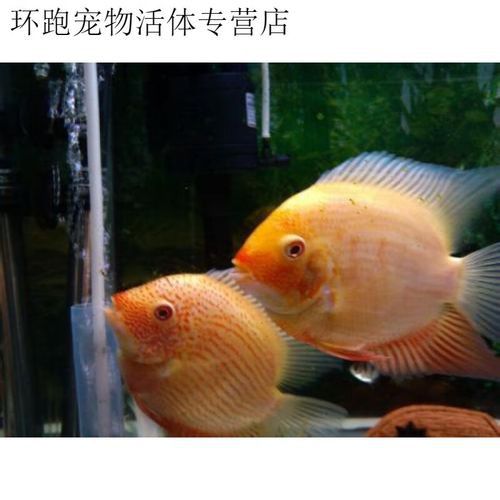 紅寶石魚能和龍魚混養嗎圖片欣賞