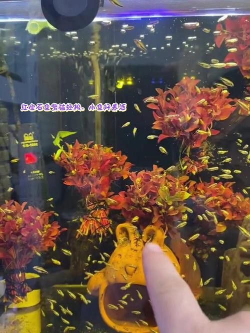 紅寶石魚能和龍魚混養嗎圖片欣賞