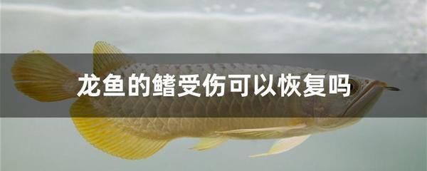 龍魚被咬傷了：龍魚被咬傷后處理方法會根據傷口的嚴重程度和位置有所不同