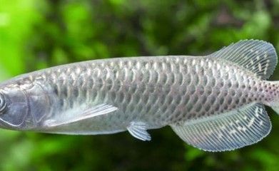 龍魚有時候趴缸會死嗎：如何判斷龍魚趴缸是否嚴重