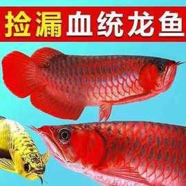 紅龍魚苗的市場價格是多少？