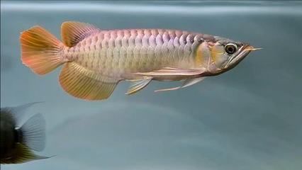 養龍魚造浪泵一直開著好不好：養龍魚時造浪泵的正確使用方法 養龍魚造浪泵一直開著好不好：養龍魚時造浪泵的正確使用方法 龍魚百科 第2張