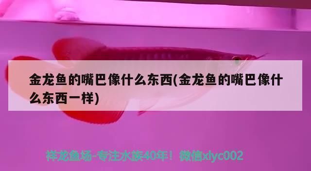 石家莊龍魚祥龍魚場電話多少（石家莊龍魚祥龍魚場） 石家莊龍魚祥龍魚場電話多少（石家莊龍魚祥龍魚場） 龍魚百科 第3張