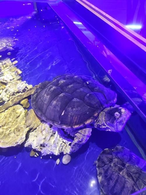 珠海魚缸 龍魚世家水族館優秀