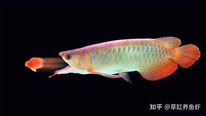 龍魚屬于淡水魚還是熱帶魚類：熱帶魚的種類和特點 龍魚屬于淡水魚還是熱帶魚類：熱帶魚的種類和特點 龍魚百科 第3張
