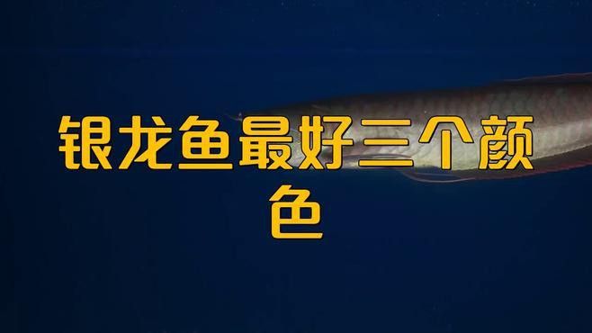 銀龍魚不是銀色