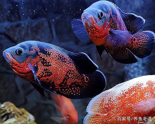一條龍魚一條虎魚的講究圖片大全