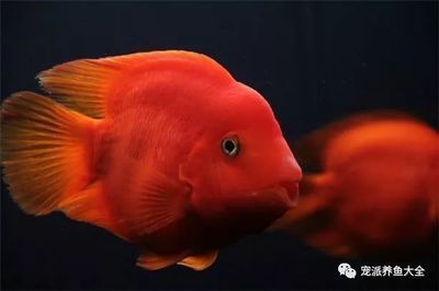 白銀龍魚吃什么長的快又好養（白銀龍魚吃什么長得快）