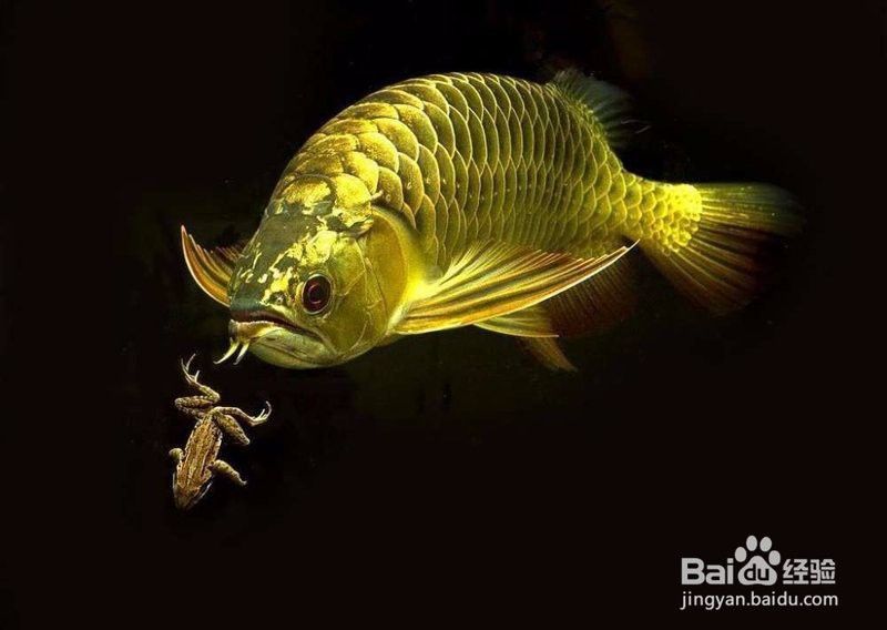 養龍魚水的軟硬度是多少