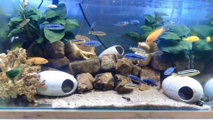 養龍魚水的軟硬度是多少