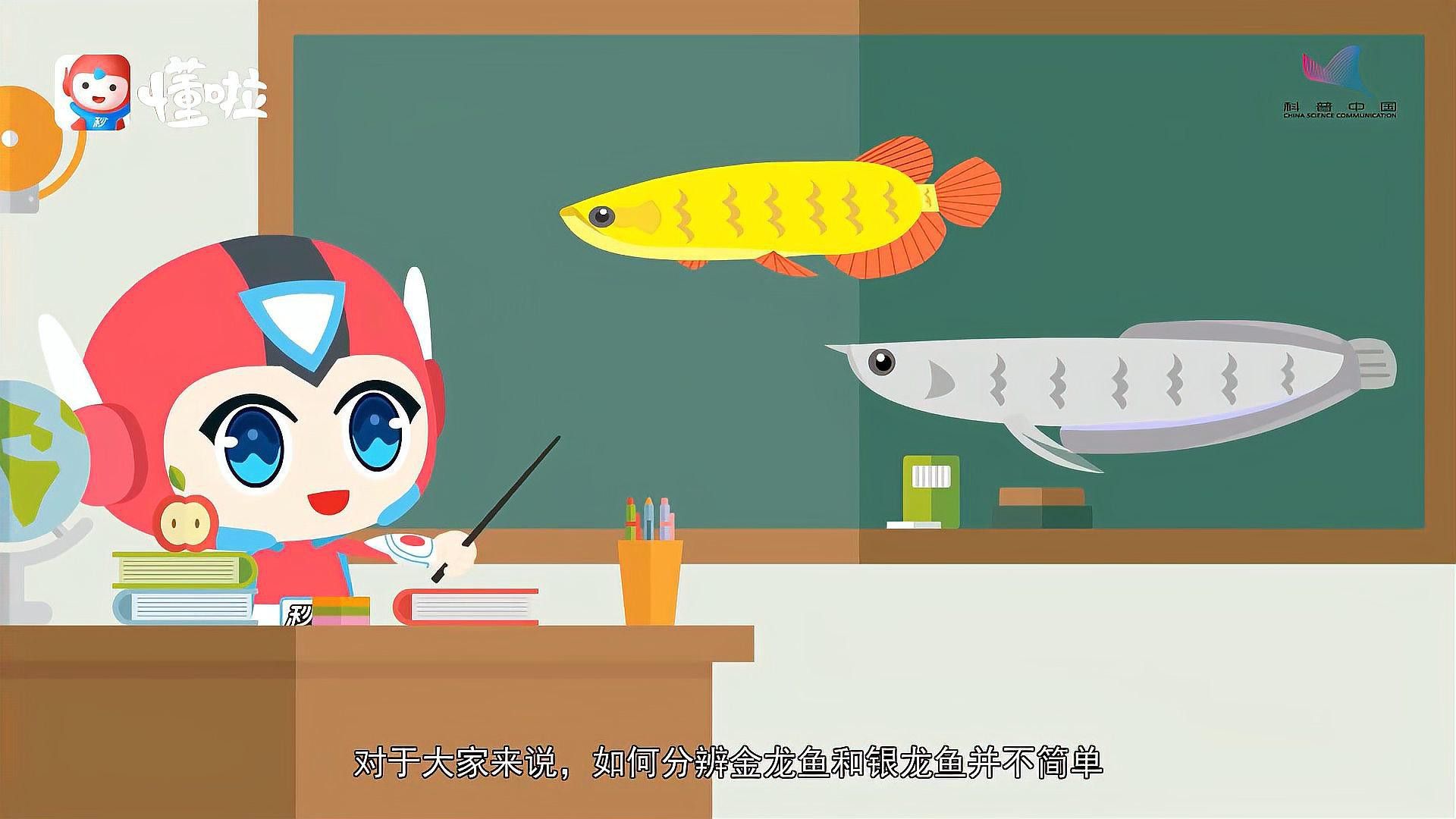 金龍魚和紅龍魚的區別圖片