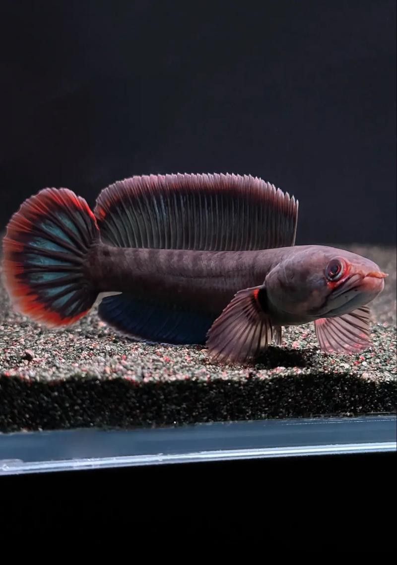 酒紅雷龍魚發色