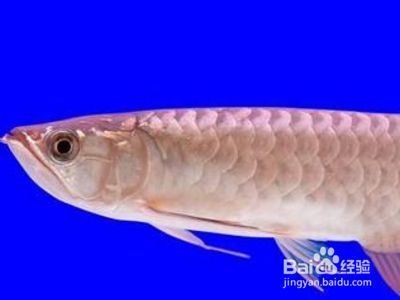 龍魚掉眼不治療會怎么樣：龍魚掉眼不治療可能會帶來的影響 龍魚掉眼不治療會怎么樣：龍魚掉眼不治療可能會帶來的影響 龍魚百科 第5張