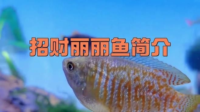 麗麗魚品種