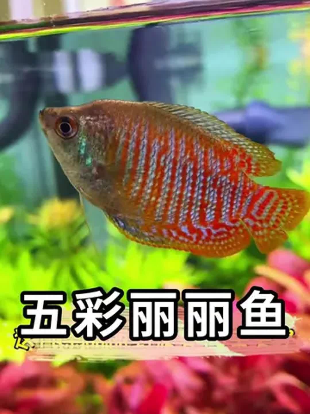 麗麗魚品種
