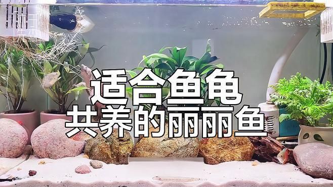 麗麗魚品種