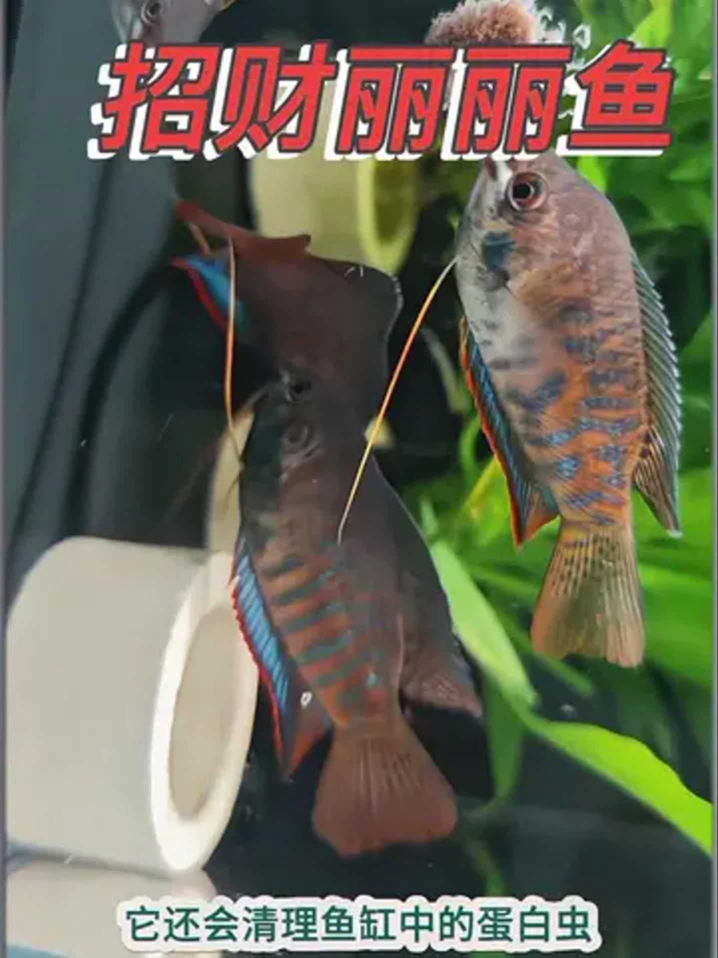 麗麗魚品種