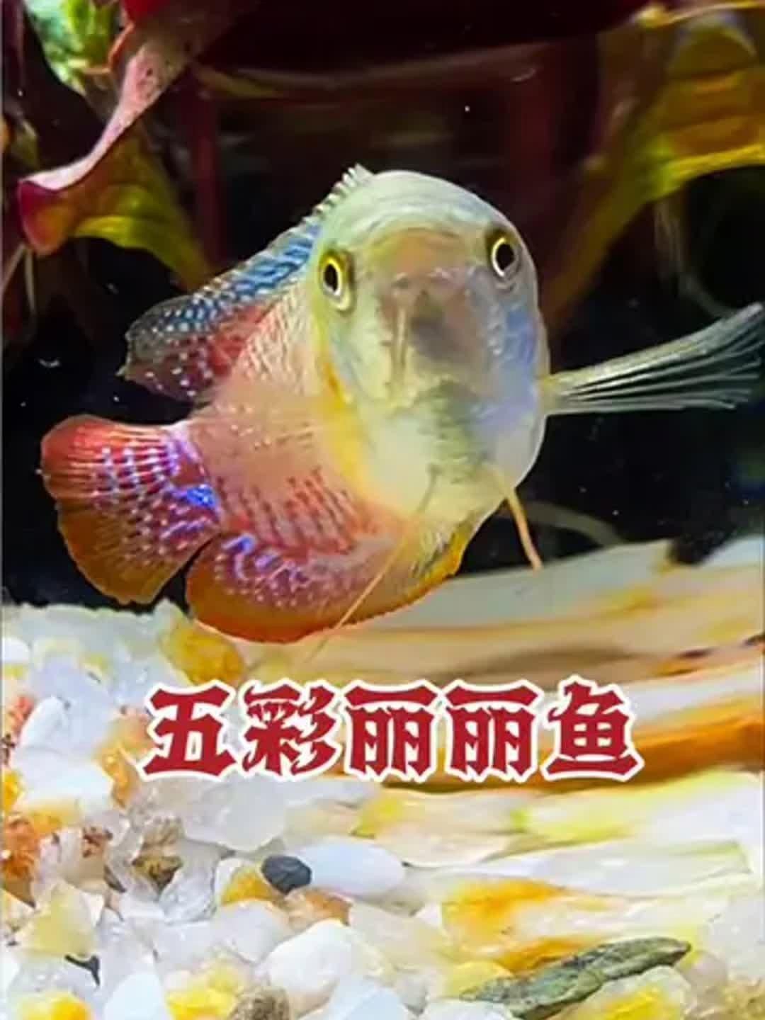 麗麗魚品種