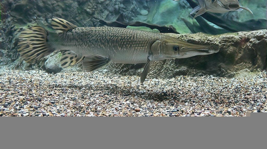 如何避免龍魚和貓魚之間的爭斗？
