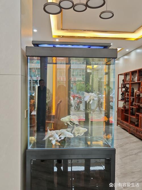 成都龍魚閣魚缸怎么樣啊圖片