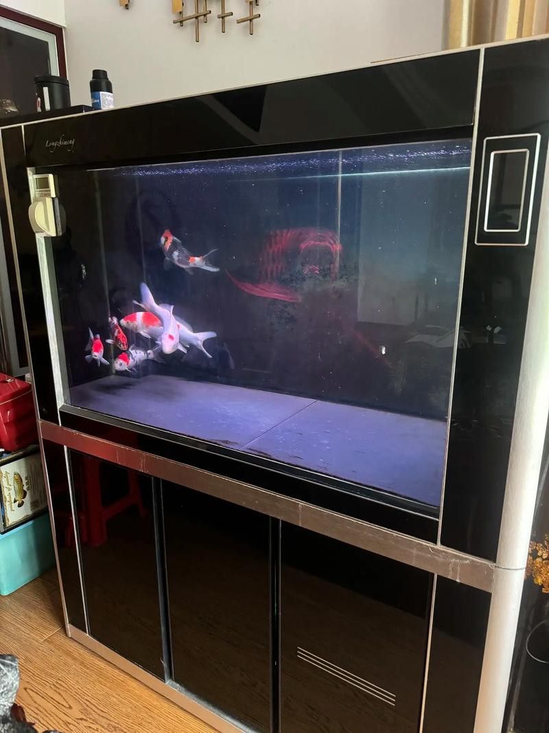 成都龍魚閣魚缸怎么樣啊圖片
