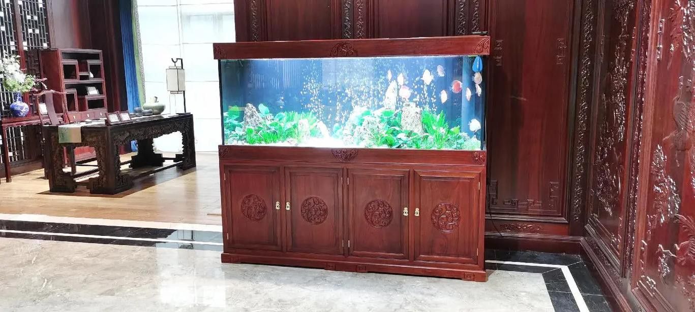 成都龍魚閣魚缸怎么樣啊圖片