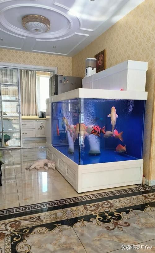 成都龍魚閣魚缸怎么樣啊圖片