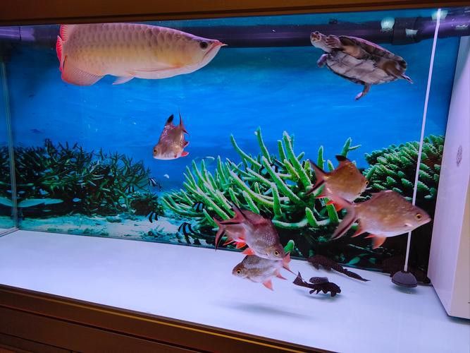 成都龍魚閣魚缸怎么樣啊圖片