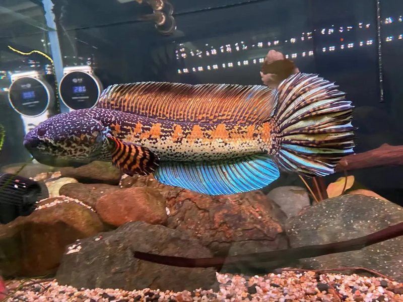眼鏡蛇雷龍魚最低溫度