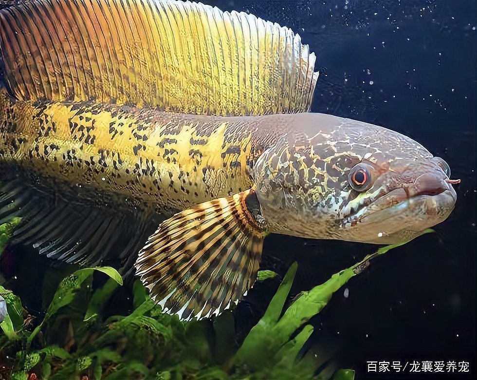 眼鏡蛇雷龍魚最低溫度