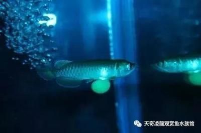 甲基藍(lán)龍魚可以用嗎有毒嗎：甲基藍(lán)可以治療龍魚嗎 甲基藍(lán)龍魚可以用嗎有毒嗎：甲基藍(lán)可以治療龍魚嗎 龍魚百科 第1張