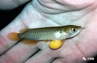 甲基藍(lán)龍魚可以用嗎有毒嗎：甲基藍(lán)可以治療龍魚嗎 甲基藍(lán)龍魚可以用嗎有毒嗎：甲基藍(lán)可以治療龍魚嗎 龍魚百科 第5張