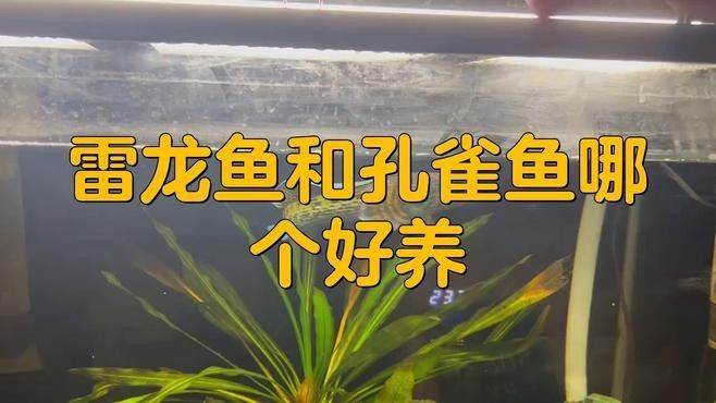 雷龍魚和孔雀魚的區別 雷龍魚和孔雀魚的區別 龍魚百科 第1張
