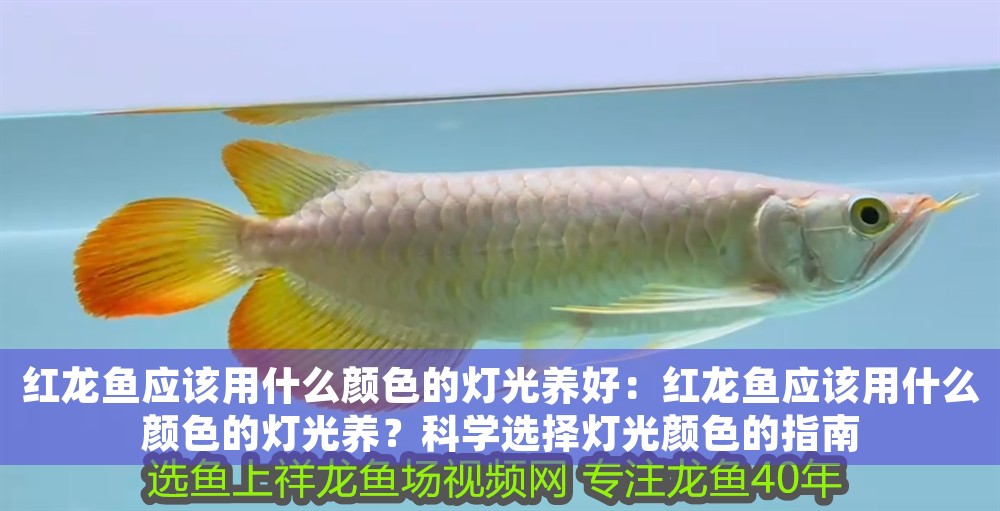 紅龍魚應(yīng)該用什么顏色的燈光養(yǎng)好：紅龍魚應(yīng)該用什么顏色的燈光養(yǎng)？科學(xué)選擇燈光顏色的指南 紅龍魚應(yīng)該用什么顏色的燈光養(yǎng)好：紅龍魚應(yīng)該用什么顏色的燈光養(yǎng)？科學(xué)選擇燈光顏色的指南 龍魚百科 第1張